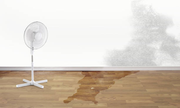 Best Mold removal after water damage  in Fowler, CA